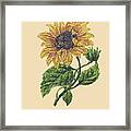 Sunflower Framed Print