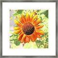 Sunflower - New Harmony Indiana - Moments Collection Framed Print