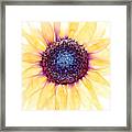 Sunflower Of Peace No.4 Framed Print