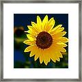 Sunflower Framed Print