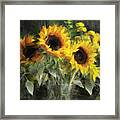 Sunflower Quartet Framed Print