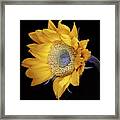 Sunflower Square Framed Print