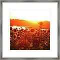 Sunflower Sunset Framed Print