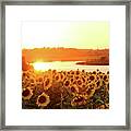 Sunflowers At Sunset Framed Print