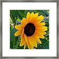 Sunflower - Two Framed Print