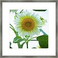 Sunflower_6853 Framed Print