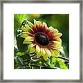 Sunflower_7156 Framed Print