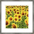 Sunflowers As Far As The Eye Can See Framed Print