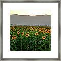 Sunflowers In The Golan Heights Framed Print