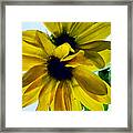 Sunflowers Framed Print