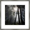 Sunlight In The Forest Framed Print