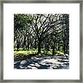 Sunlit Southern Trees Framed Print