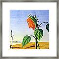 Sunlit Sunflower Framed Print