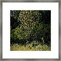 Sunlit Tree In The Wetlands Framed Print