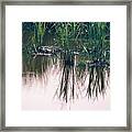 Sunning Alligator I Framed Print