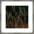 Sunny Backlit Grasses Framed Print