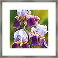 Sunny Irises Framed Print