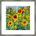 Sunny Meadow-sunflowers Framed Print