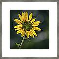 Sunny Sunflower Following The Sun Framed Print