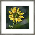 Sunny Sunflower Following The Sun With Enhancements Framed Print