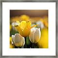 Sunny Tulips Framed Print