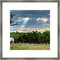 Sunrays And Horse 2 Framed Print