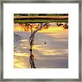 Sunrise Symmetry -  Reflected Tree And Duck On A Wisconsin Pond At Sunrise Framed Print