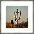 Sunset Cactus Framed Print