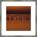 Sunset In Camargue Framed Print