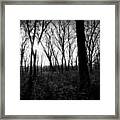 Sunset Through The Woods - Black And White - Frank J Casella Framed Print