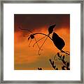 Sunset Vine Framed Print