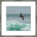 Surfing Pelican Framed Print