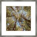 Surrounded By Trees Framed Print