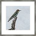 Swallow-tailed Bee-eater Framed Print