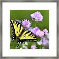 Swallowtail Butterfly Dream Framed Print