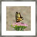 Swallowtail Butterfly Endures Framed Print