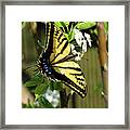 Swallowtail Butterfly Is Enjoying Feeding On A Spring Blossom Framed Print