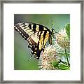Swallowtail Framed Print