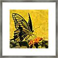 Swallowtail On Marigold Framed Print