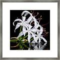 Swamp Lily Framed Print