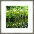 Swamp Spider Lilies Framed Print