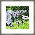 Swan Family And Mallards Framed Print
