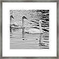 Swan Flotilla Framed Print