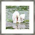 Swan Swimming Across A Lake Framed Print