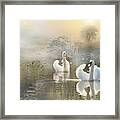 Swans In The Mist Framed Print