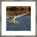 Swan Landing And Surfing On One Single Leg Framed Print