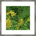 Swaying Dandelions Framed Print