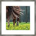 Sweeping Tail And Buttercups Framed Print