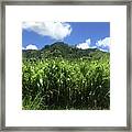 Sweet Kauai Breeze Framed Print