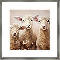 Sweet Little Lambs Framed Print